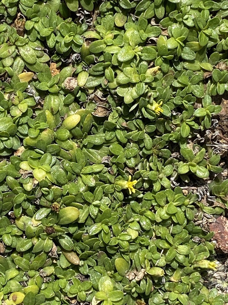 Yerba De San Juan photo 8