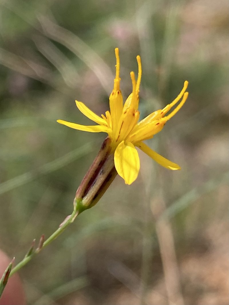Beardless Chinchweed