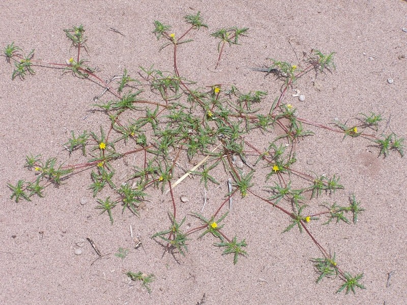 Pectis incisifolia