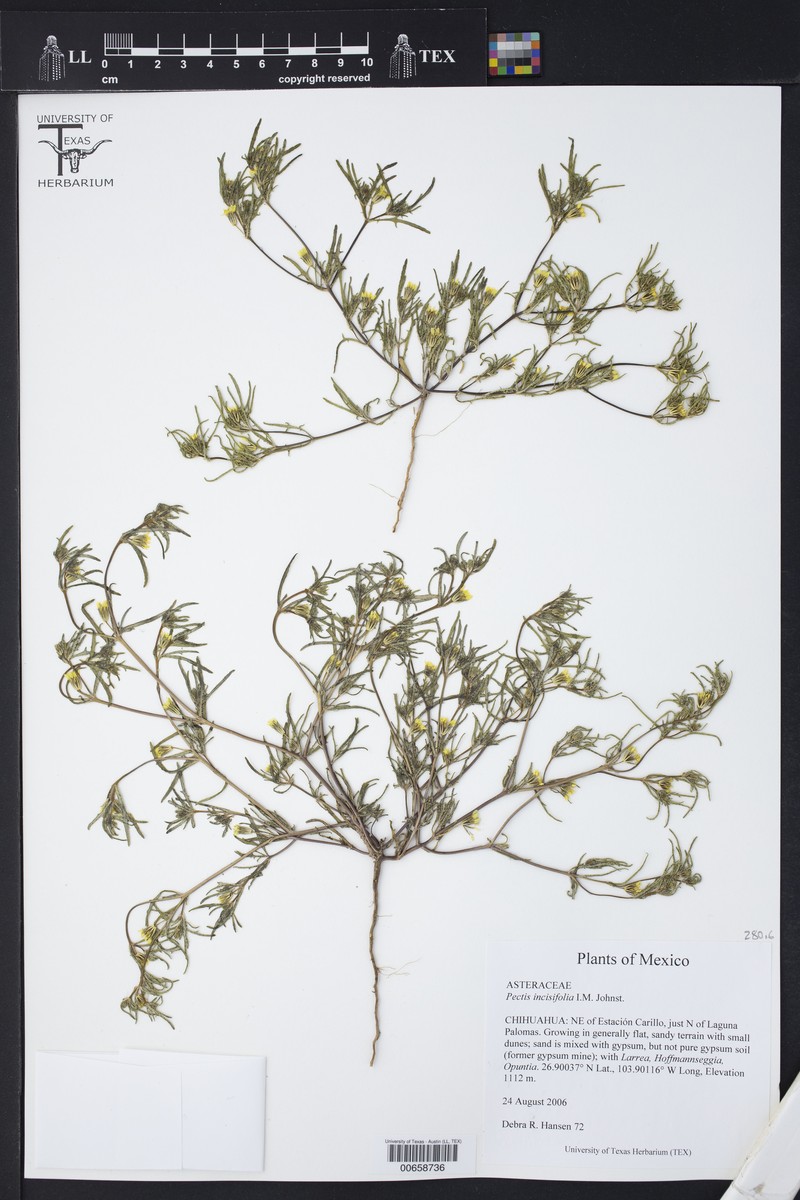 Pectis incisifolia photo 2
