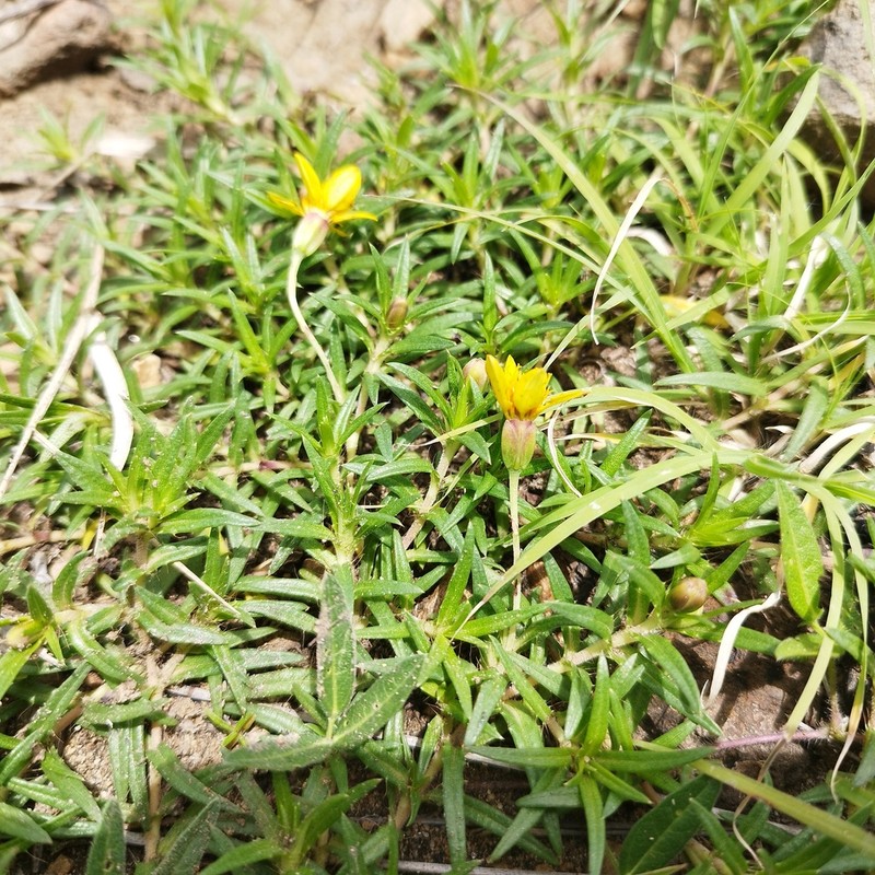 Pectis latisquama