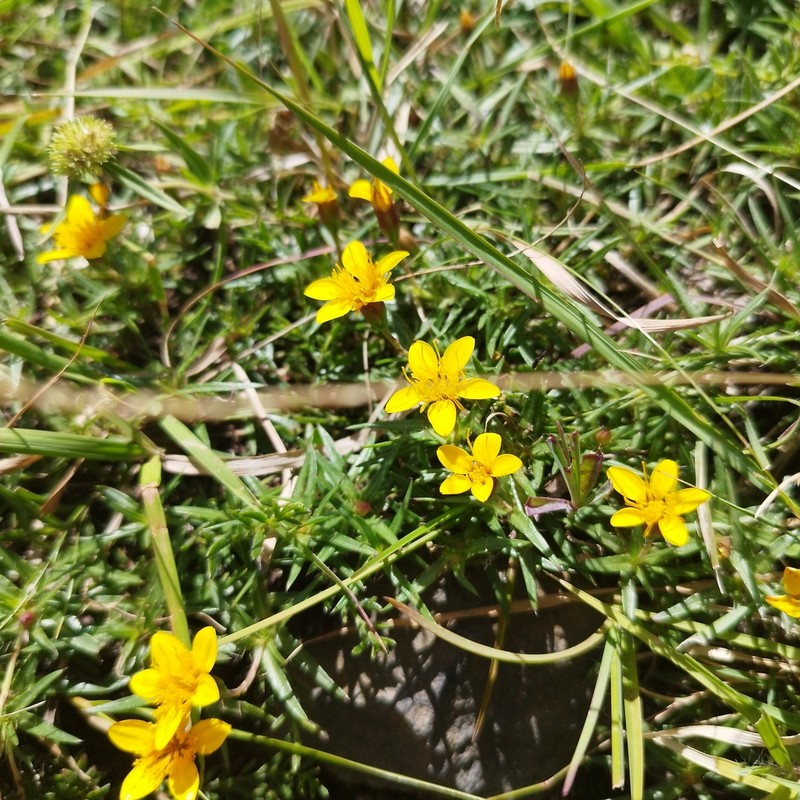 Pectis latisquama photo 2