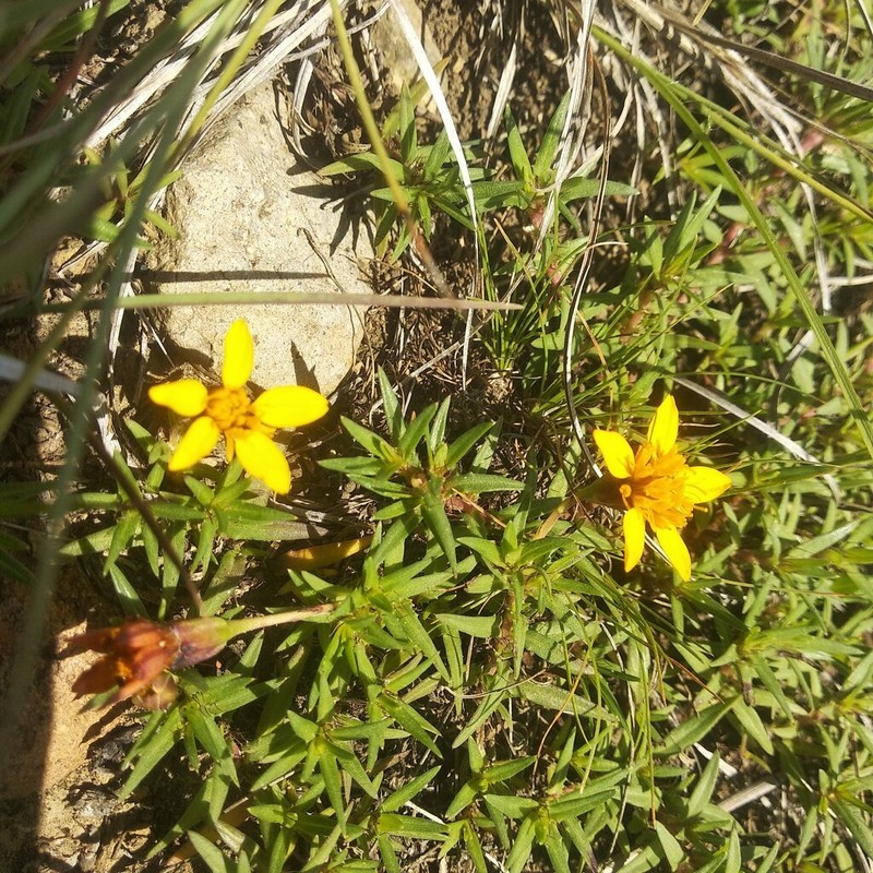 Pectis latisquama photo 3