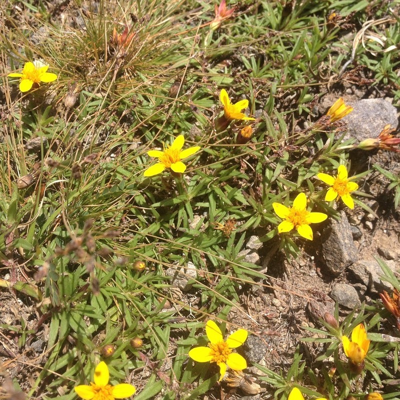 Pectis latisquama photo 4