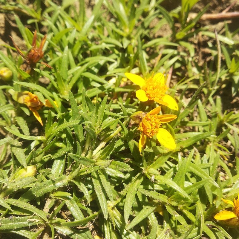 Pectis latisquama photo 5
