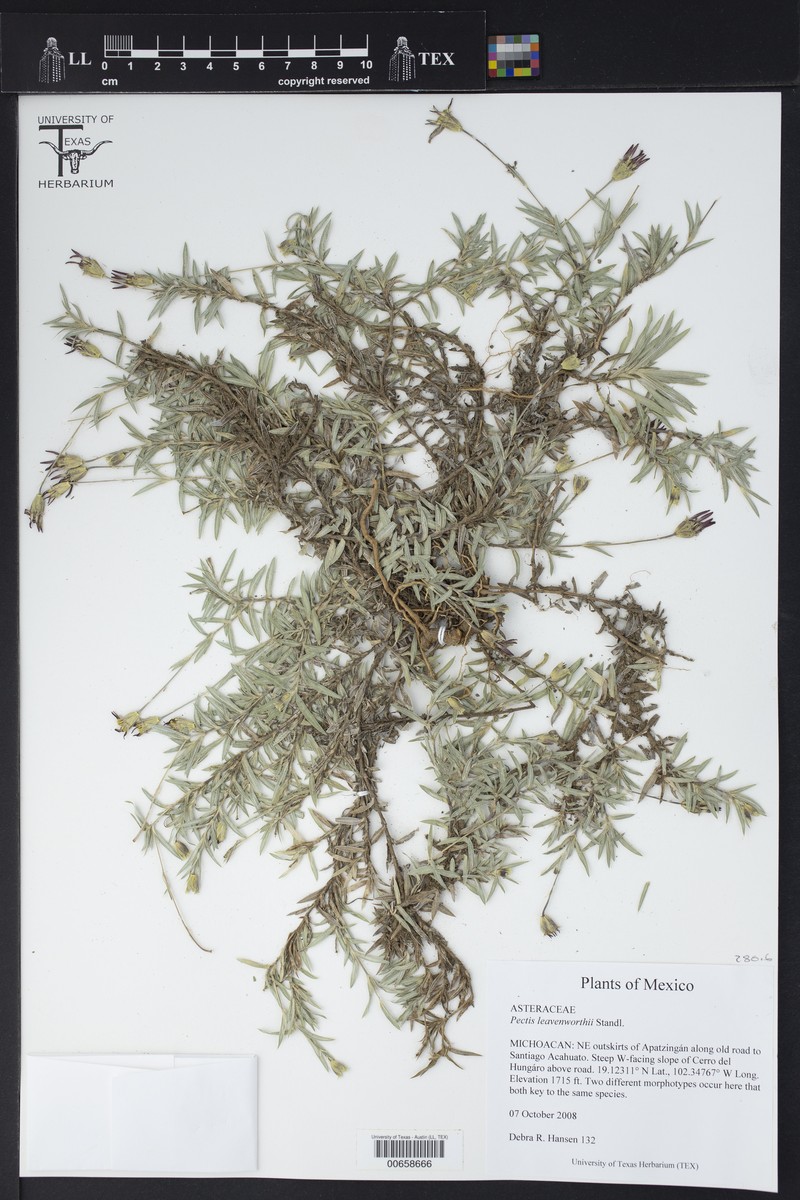 Pectis leavenworthii
