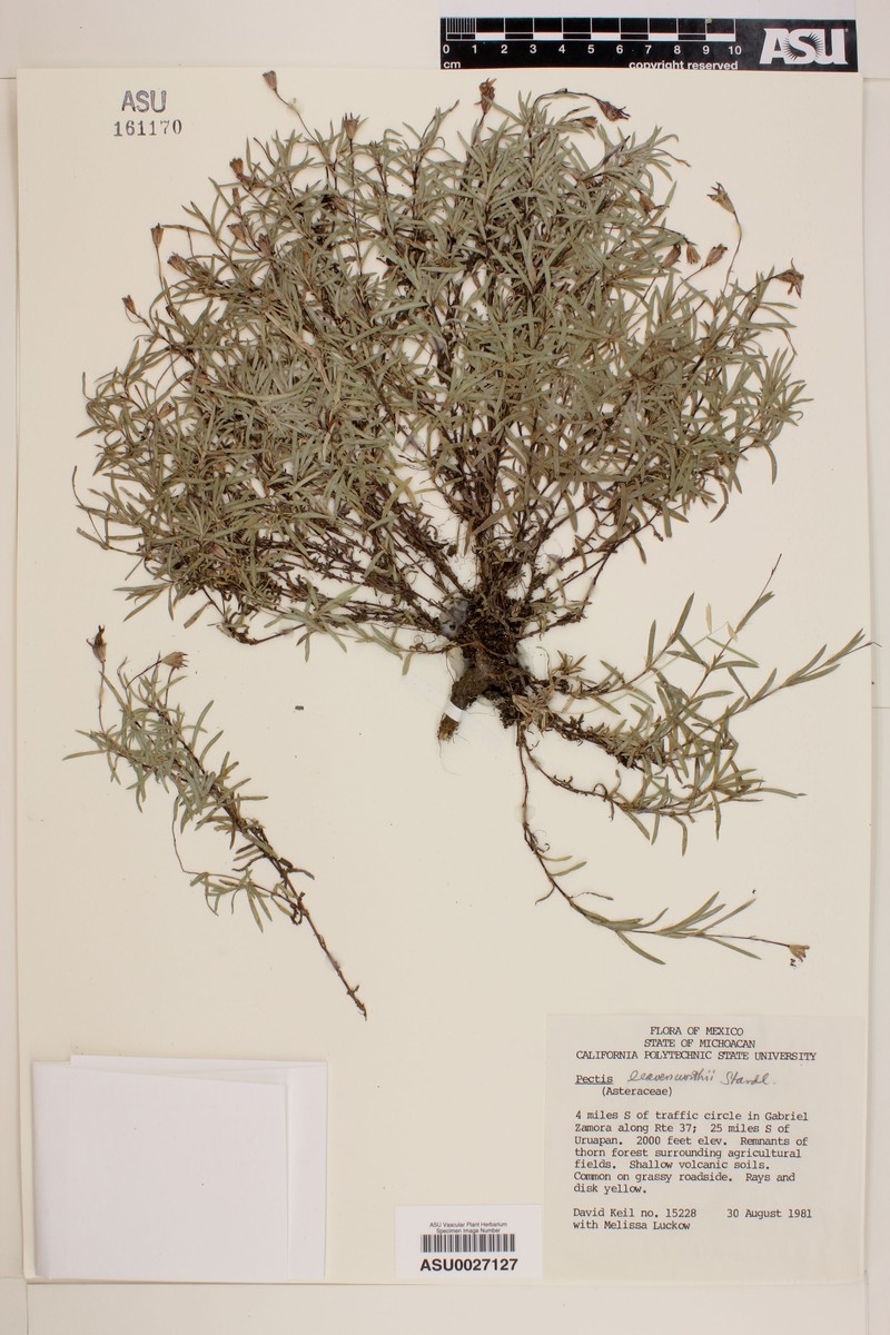 Pectis leavenworthii photo 2