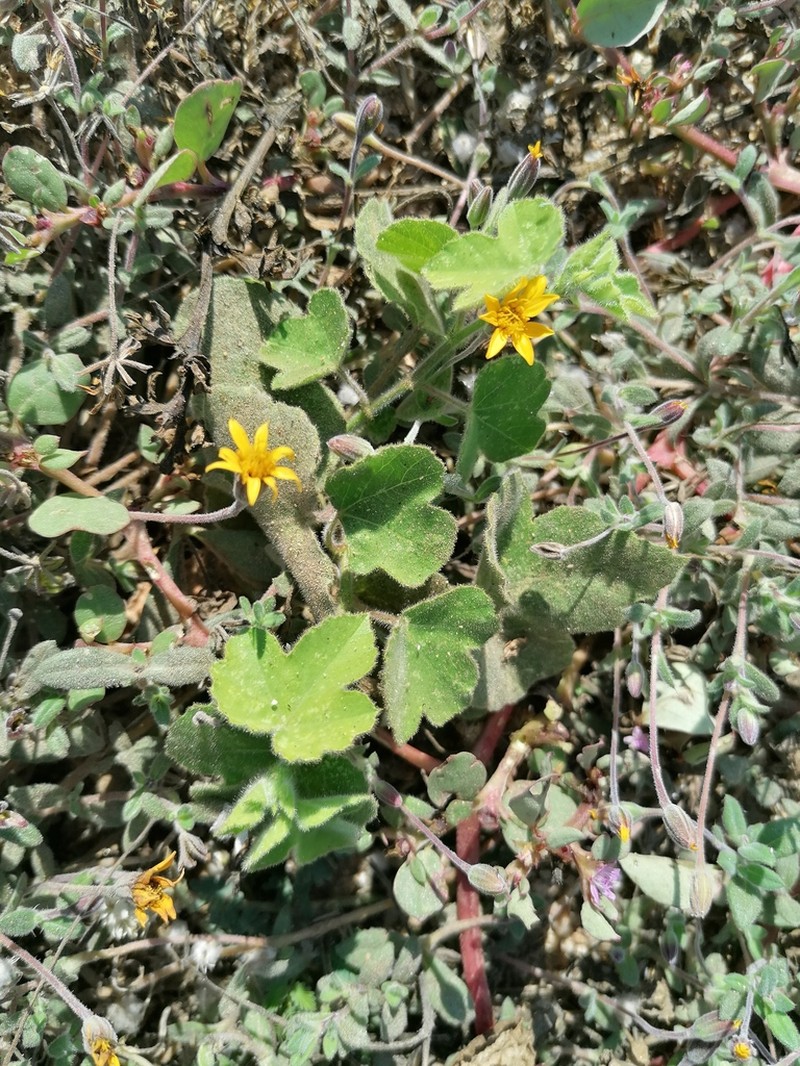 Pectis liebmannii photo 2