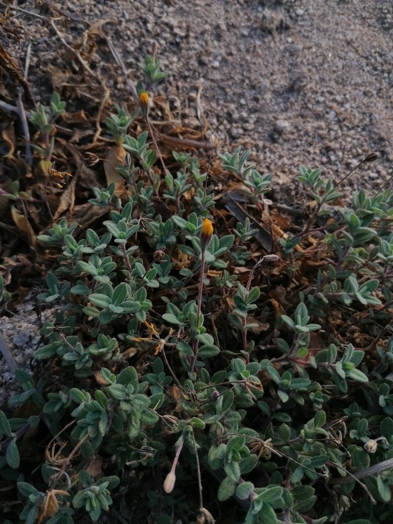 Pectis liebmannii photo 3