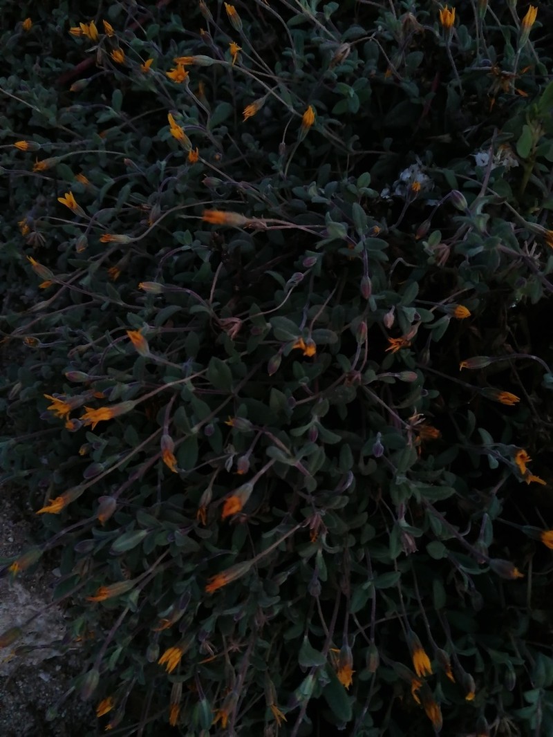 Pectis liebmannii photo 5