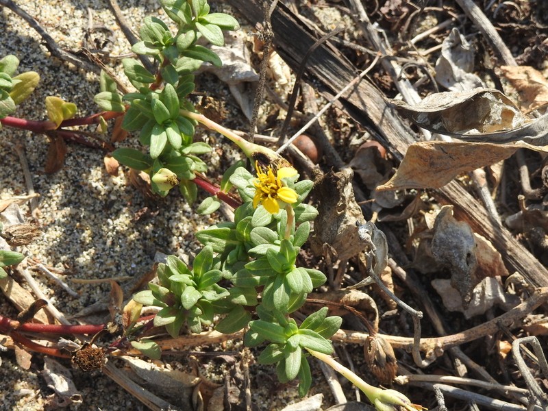 Pectis liebmannii photo 6