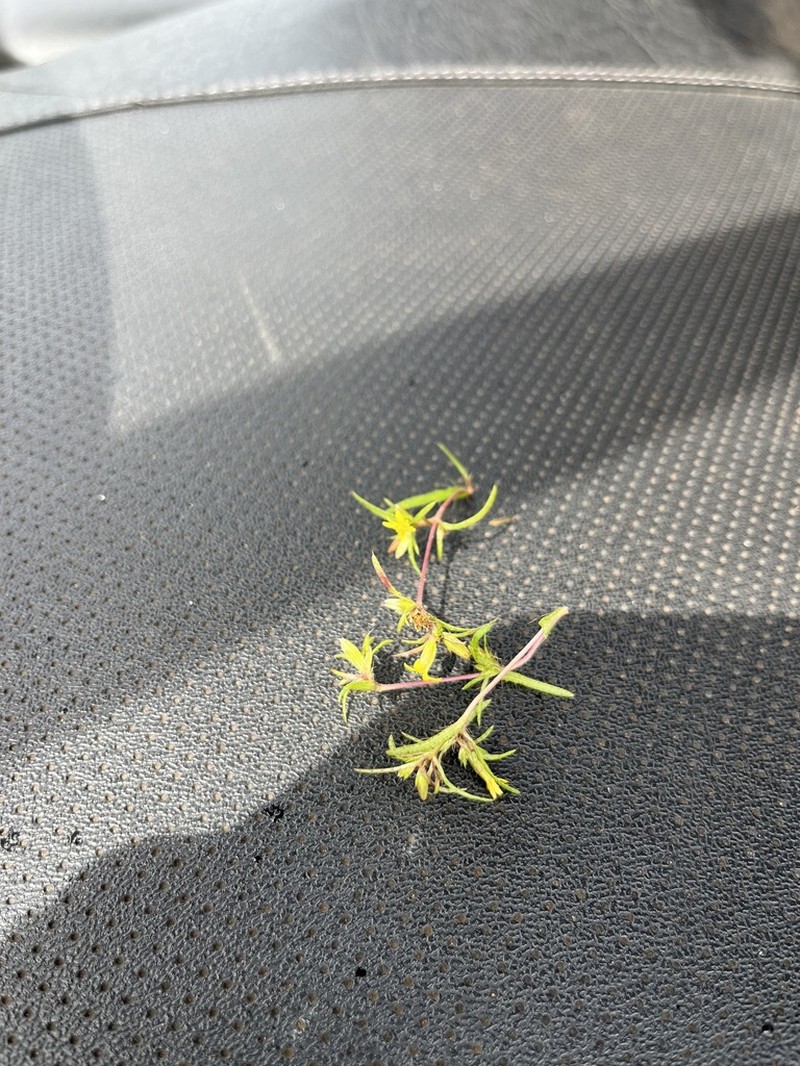 Florida Chinchweed photo 3