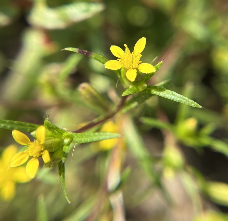 Florida Chinchweed photo 4