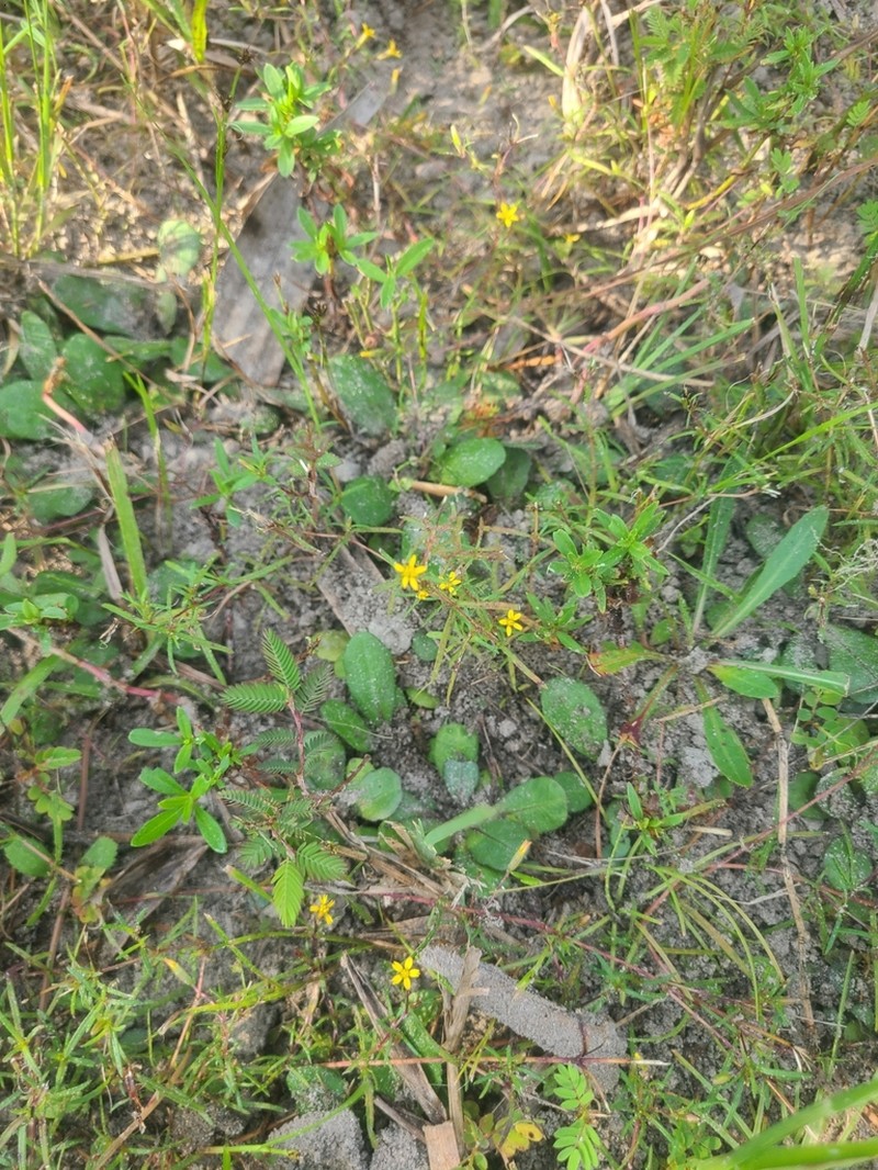 Florida Chinchweed photo 5