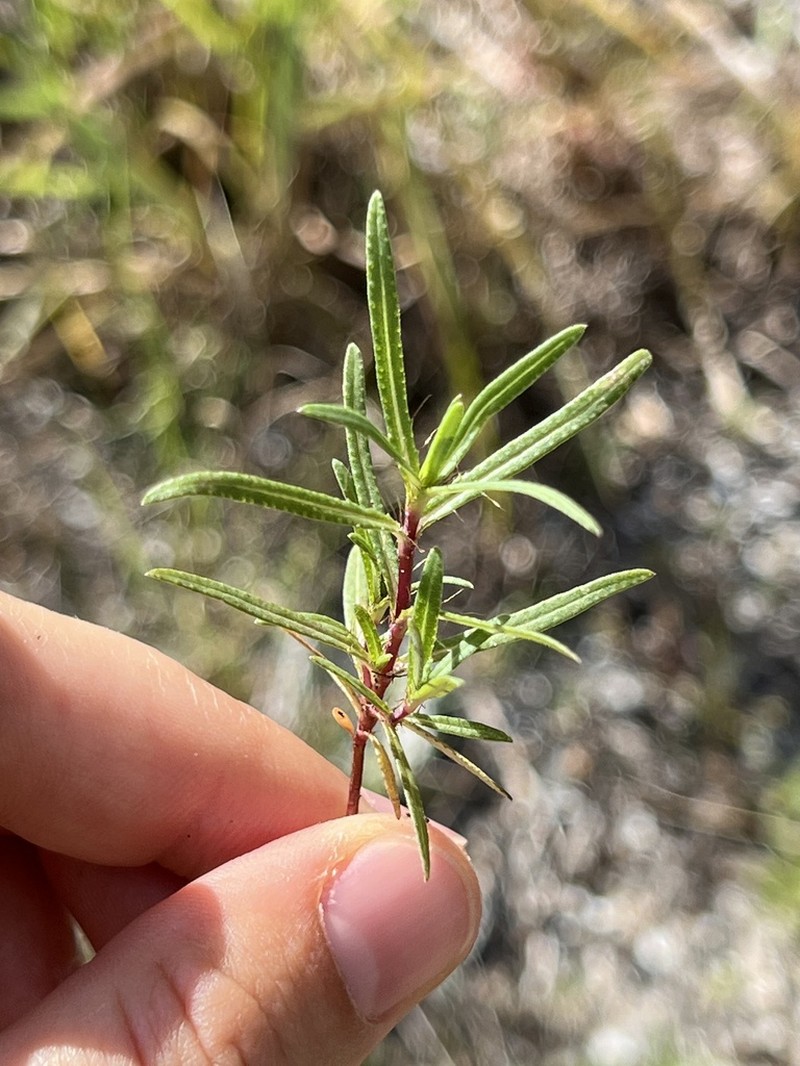 Florida Chinchweed photo 6