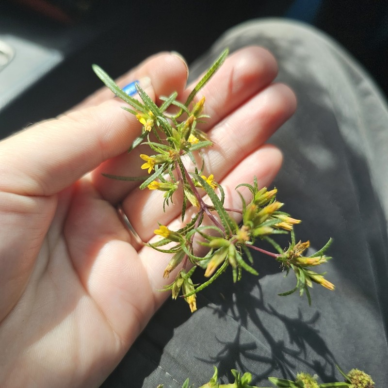 Florida Chinchweed photo 7
