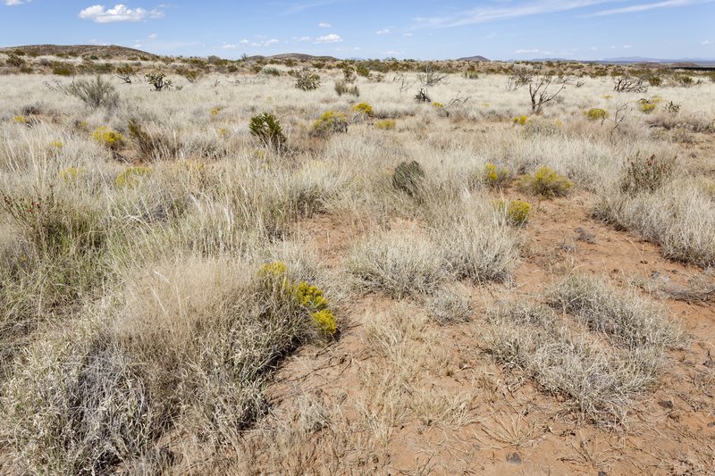 West Indian Chinchweed