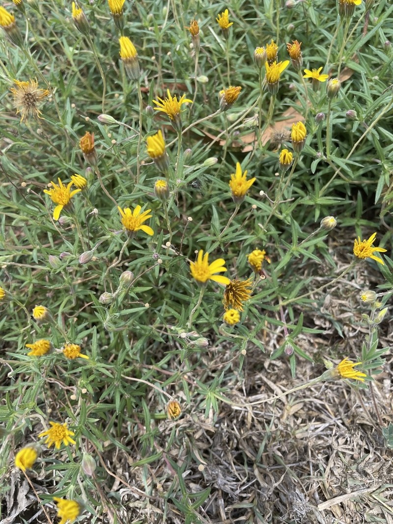 West Indian Chinchweed photo 2