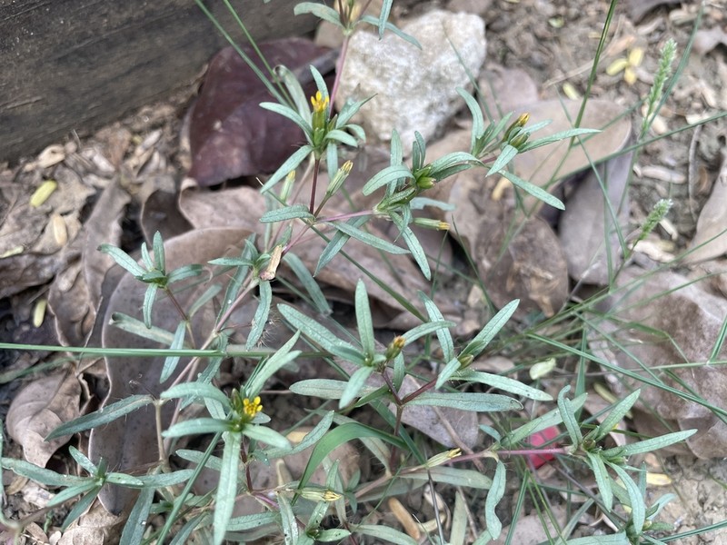 West Indian Chinchweed photo 3