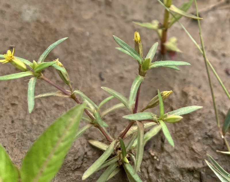 West Indian Chinchweed photo 4