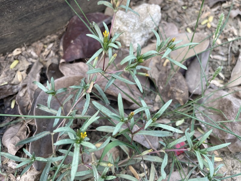 West Indian Chinchweed photo 6