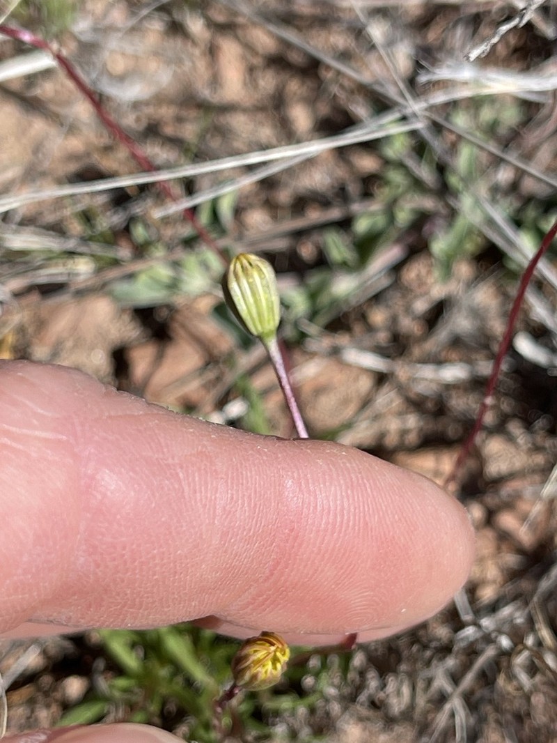 Longstalk Chinchweed photo 4