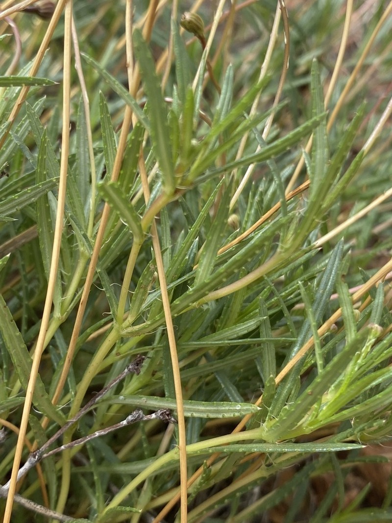 Longstalk Chinchweed photo 5