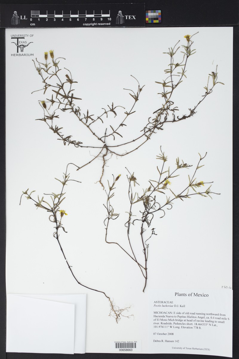 Pectis luckoviae