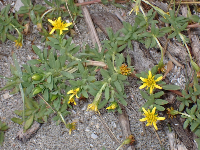 Pectis multiflosculosa photo 3