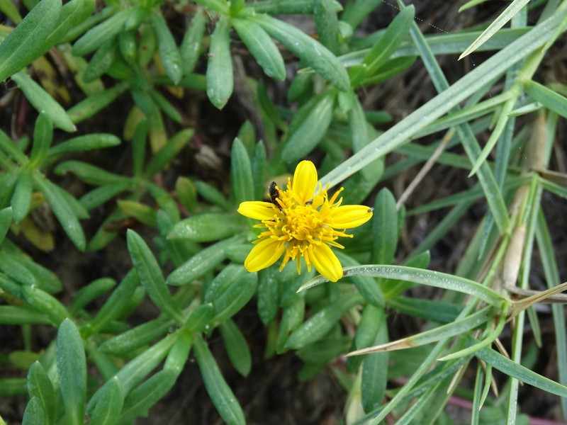 Pectis multiflosculosa photo 7