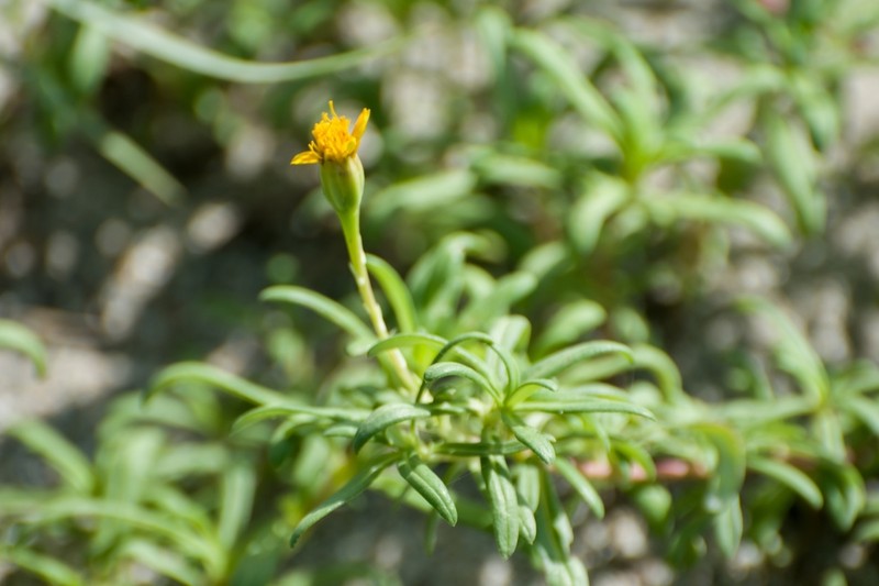 Pectis multiflosculosa photo 8