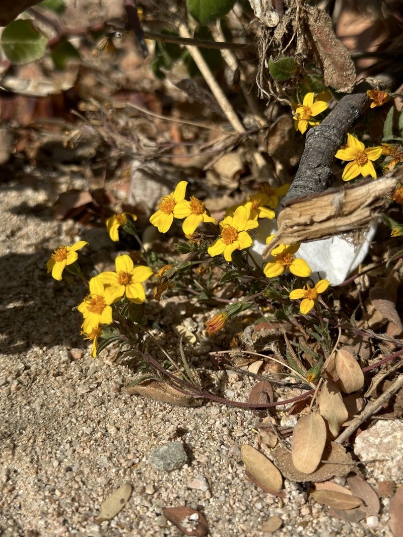 Pectis multiseta photo 6