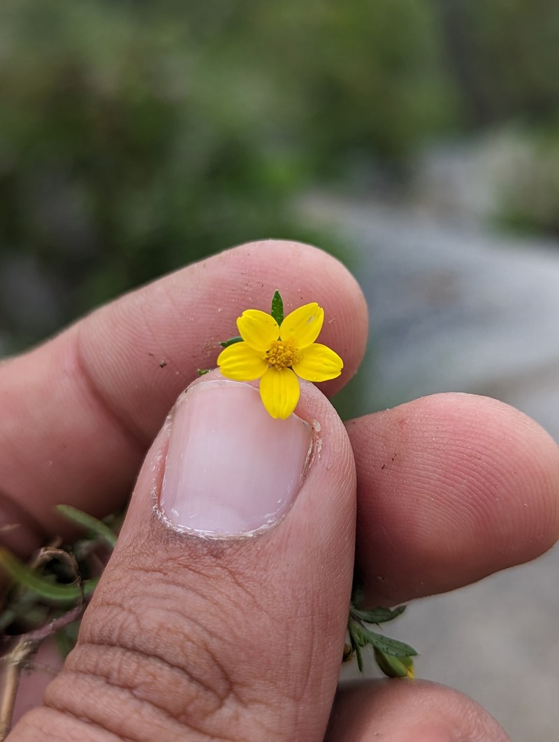 Pectis multiseta var. ambigua