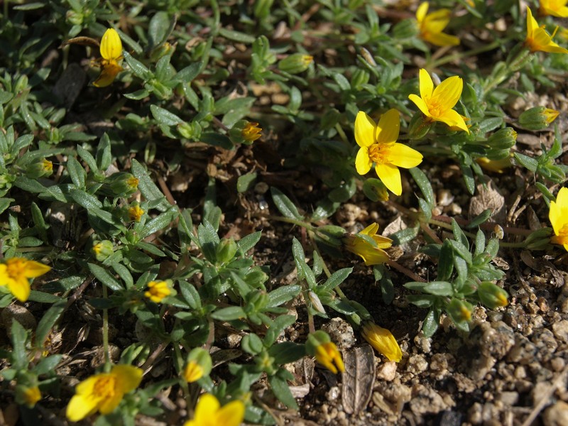 Pectis multiseta var. ambigua photo 2