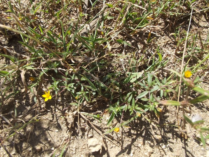 Pectis multiseta var. ambigua photo 3