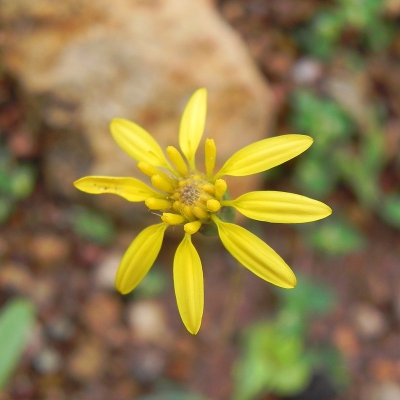 Pectis odorata