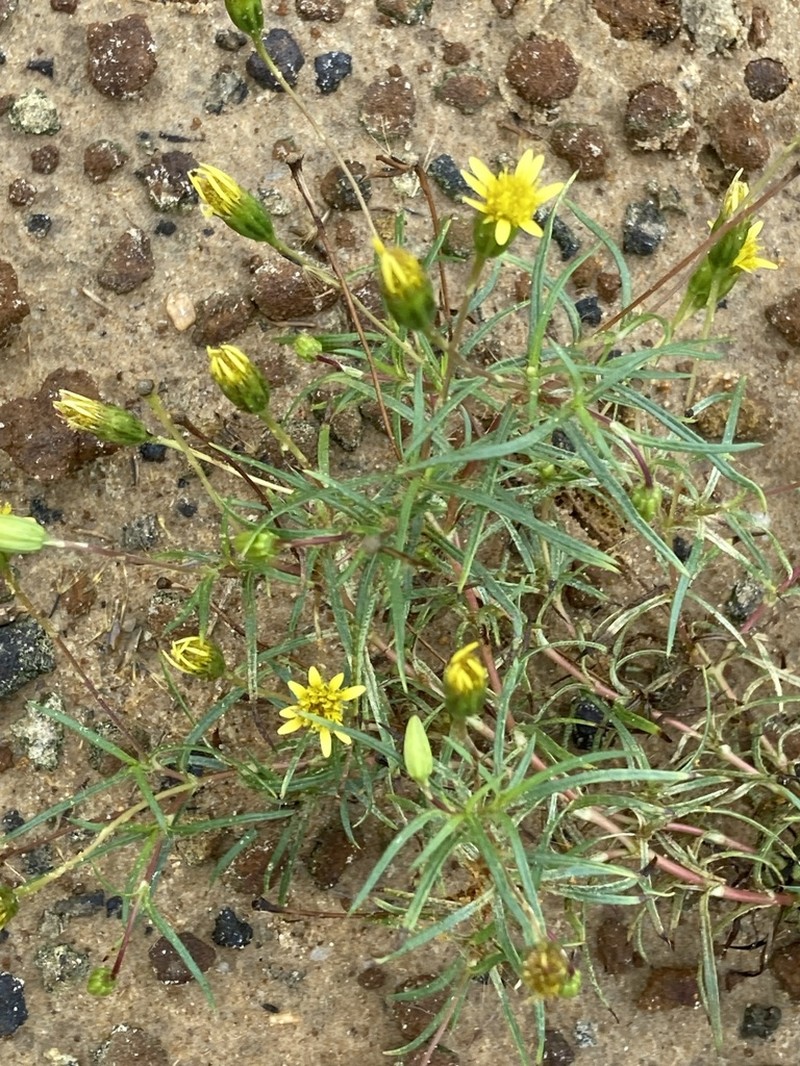 Pectis odorata photo 2