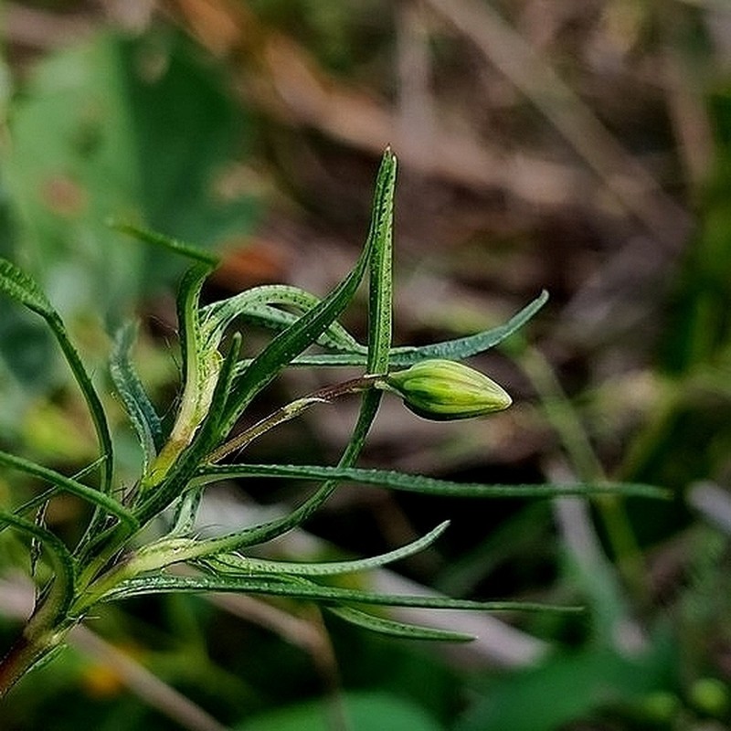 Pectis odorata photo 3