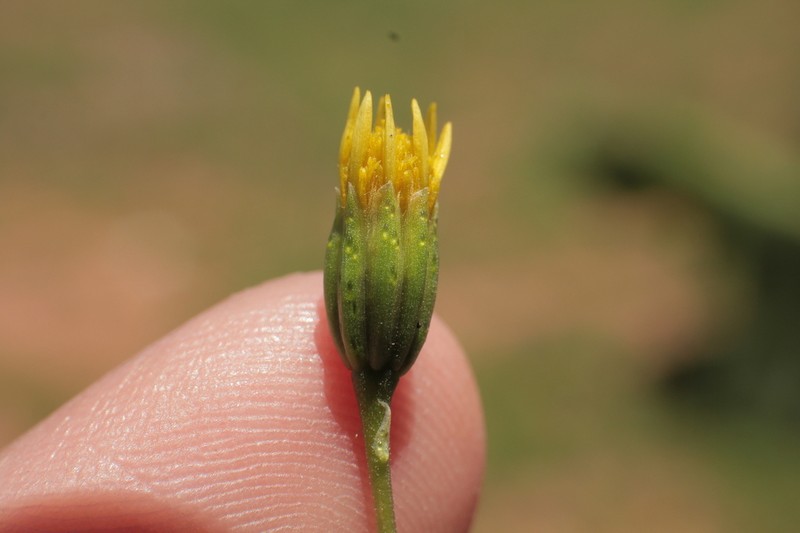 Pectis odorata photo 4