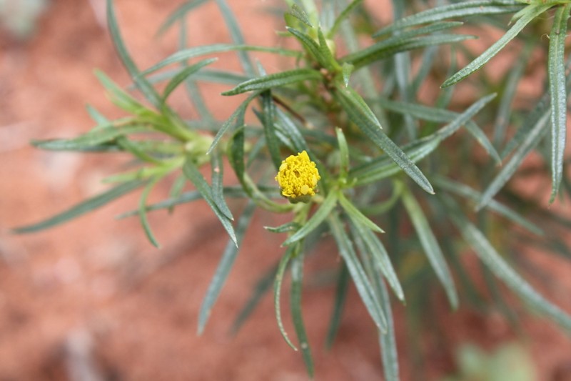 Pectis odorata photo 5