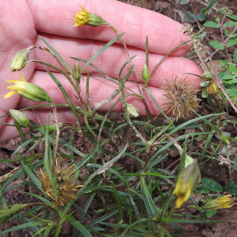 Pectis odorata photo 6