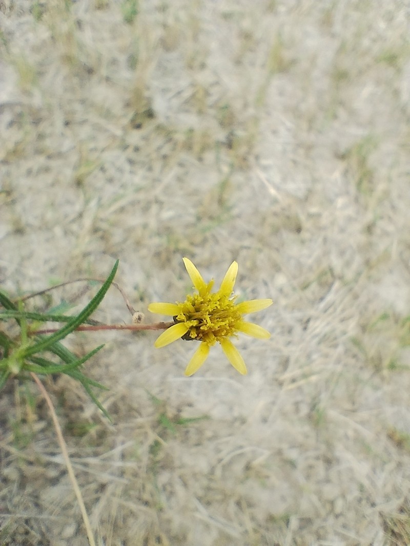 Pectis odorata photo 8