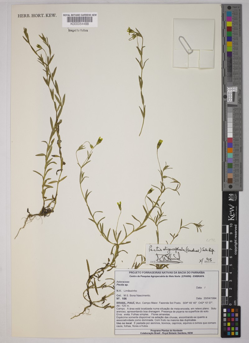 Pectis oligocephala var. affinis