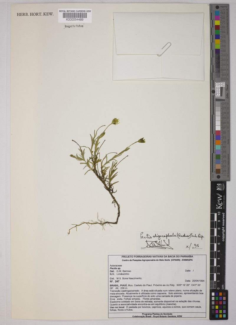Pectis oligocephala var. affinis photo 2