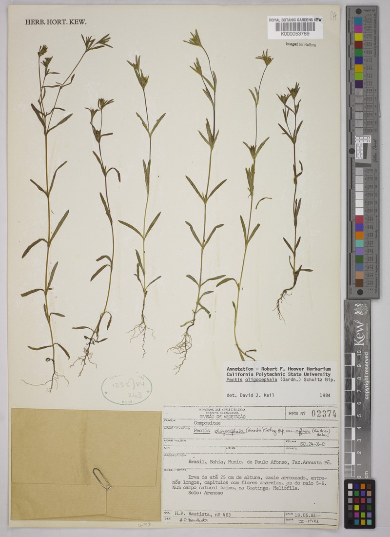 Pectis oligocephala var. affinis photo 3