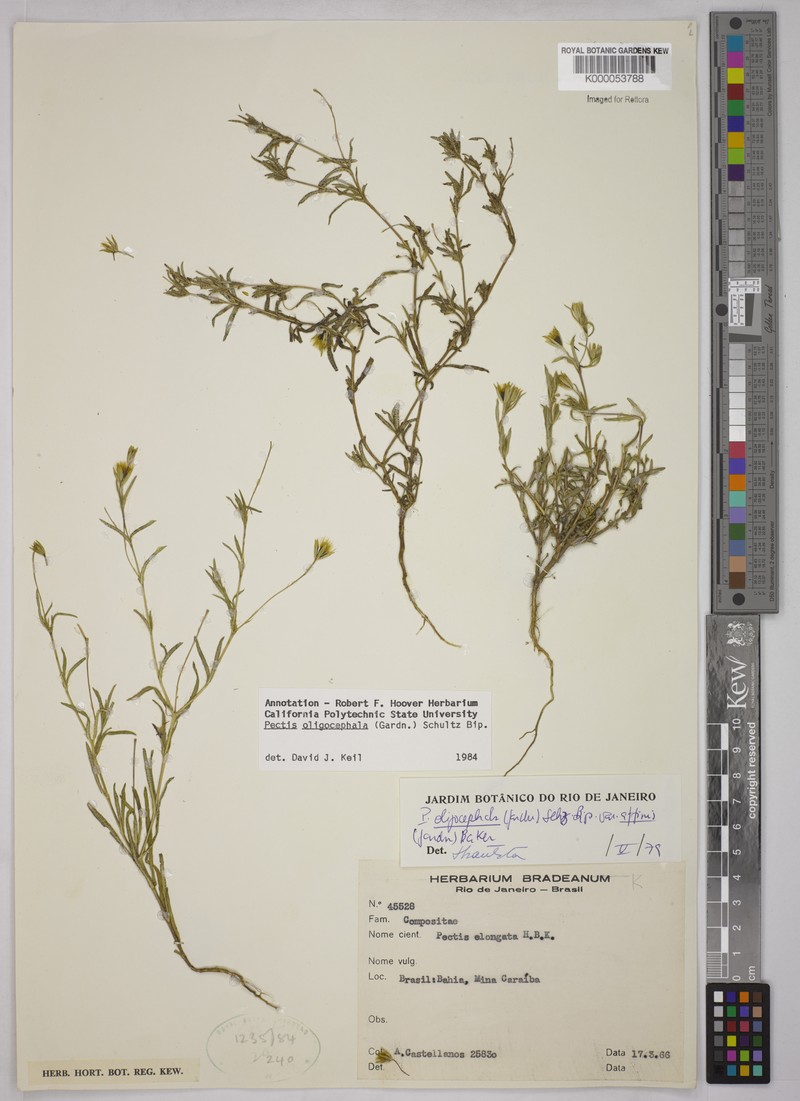 Pectis oligocephala var. affinis photo 4