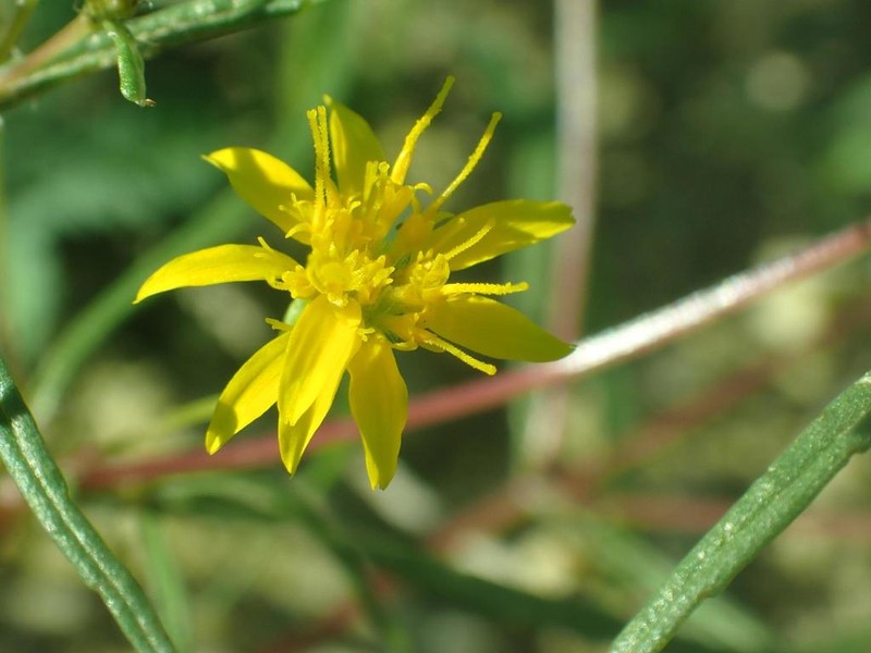 Manybristle Chinchweed photo 5