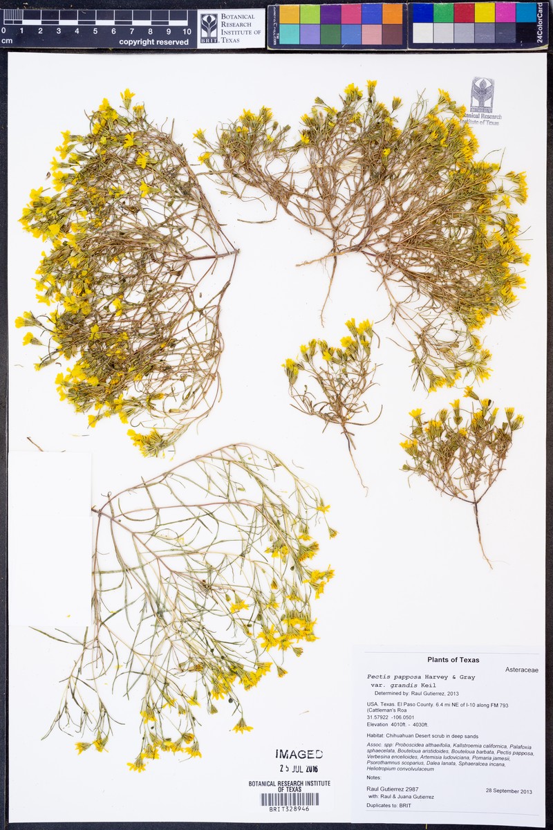 Pectis papposa var. grandis photo 2