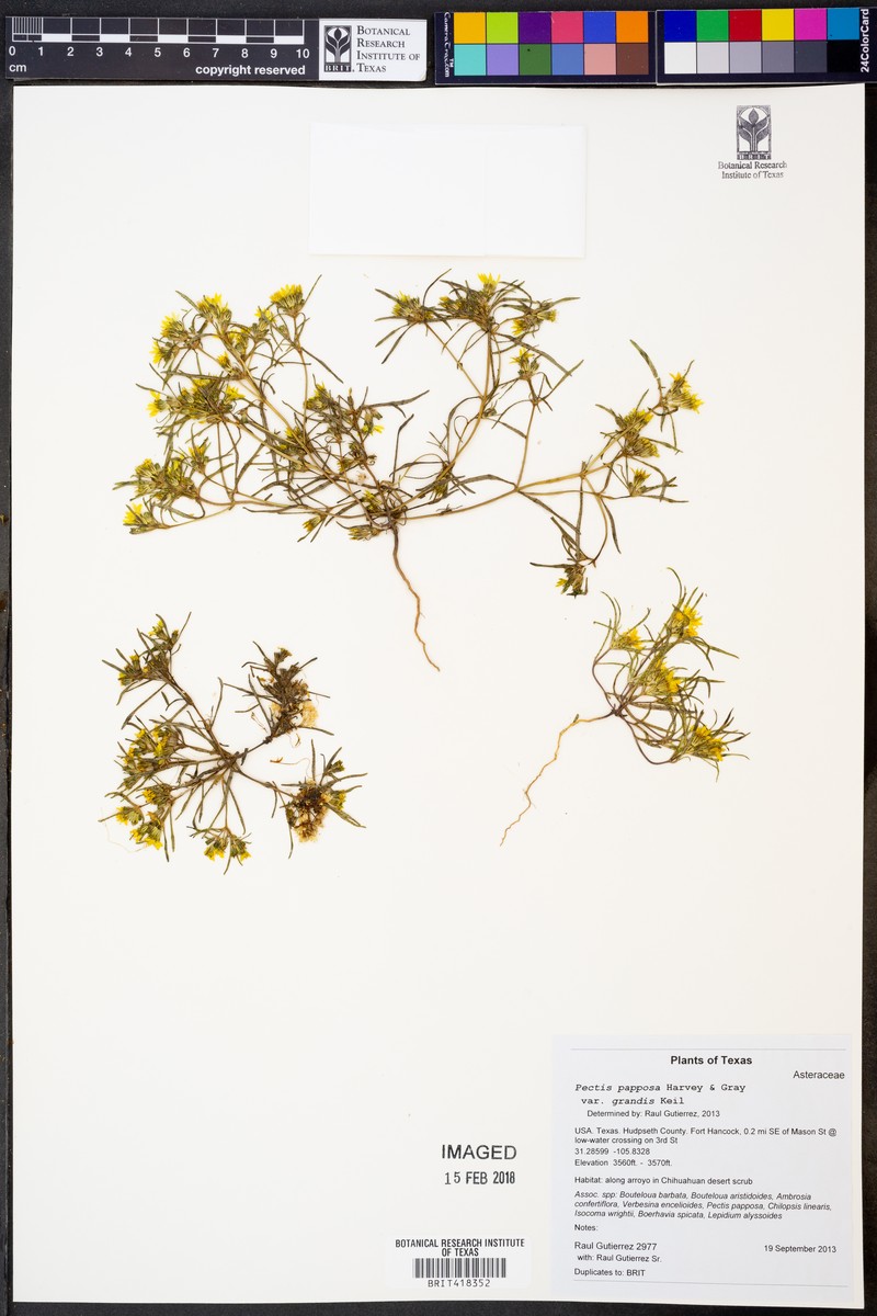 Pectis papposa var. grandis photo 3