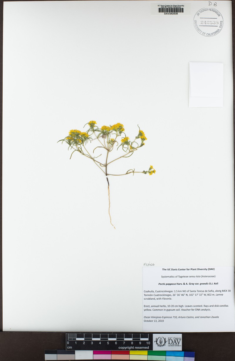 Pectis papposa var. grandis